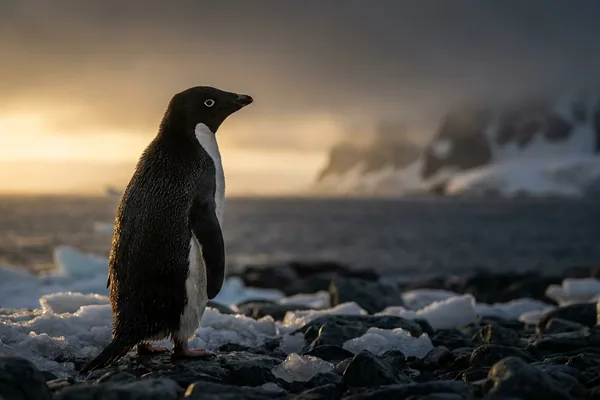 Cinematic photo of a penguin