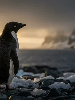Cinematic photo of a penguin