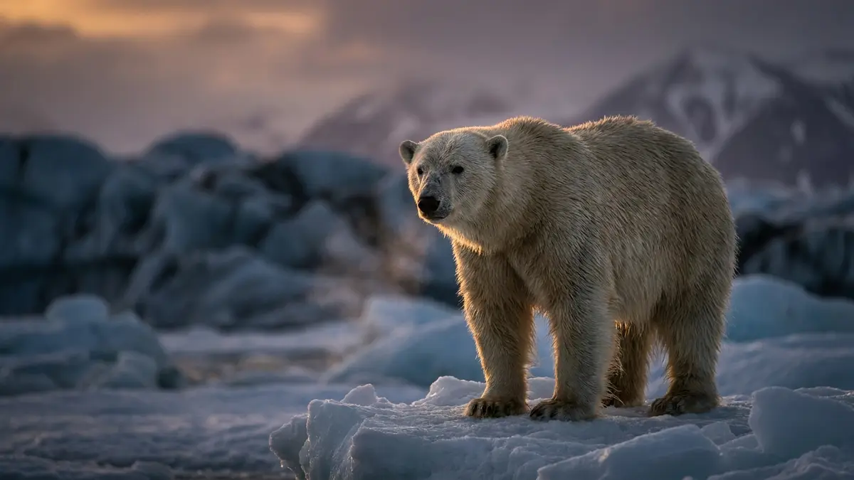 Cinematic photo of a polar bear