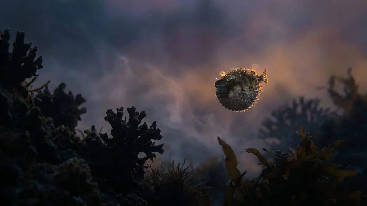 Cinematic photo of a puffer fish