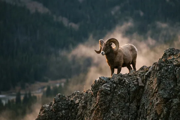 Cinematic photo of a ram