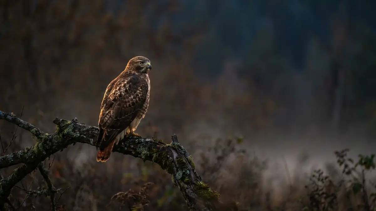 Cinematic photo of a red tailed hawk