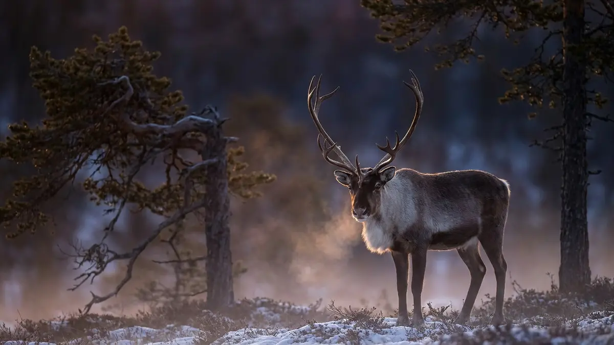 Cinematic photo of a reindeer
