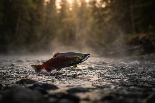 Cinematic photo of a salmon