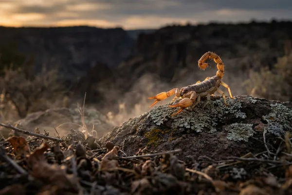 Cinematic photo of a scorpion