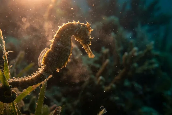 Cinematic photo of a seahorse