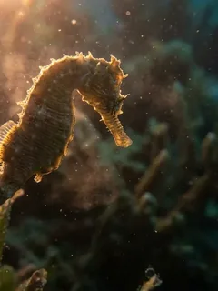 Cinematic photo of a seahorse