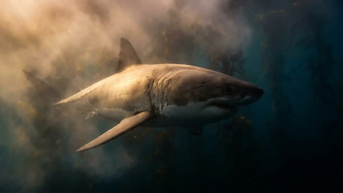 Cinematic photo of a shark