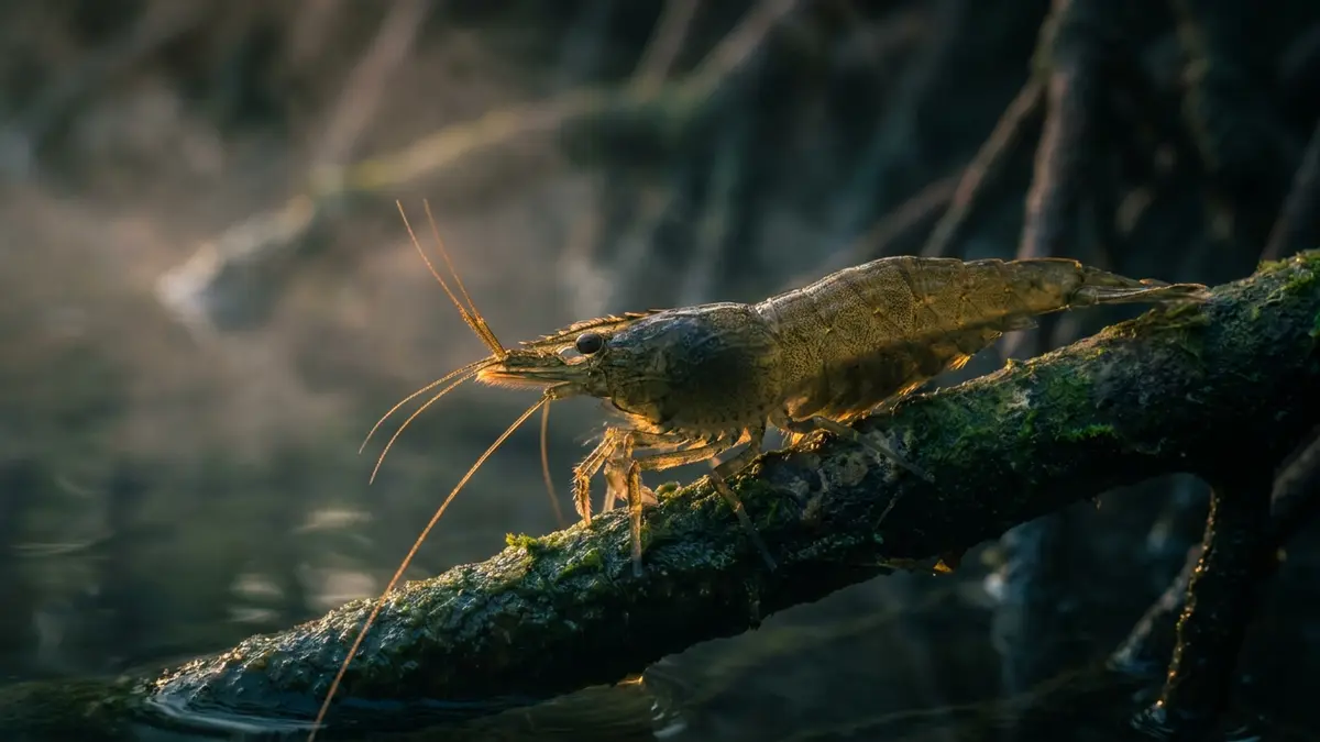 Cinematic photo of a shrimp