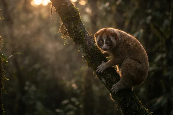 Cinematic photo of a slow loris