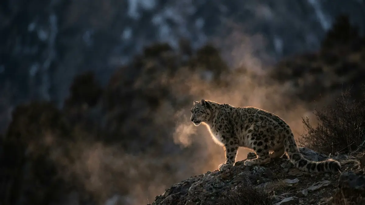 Cinematic photo of a snow leopard