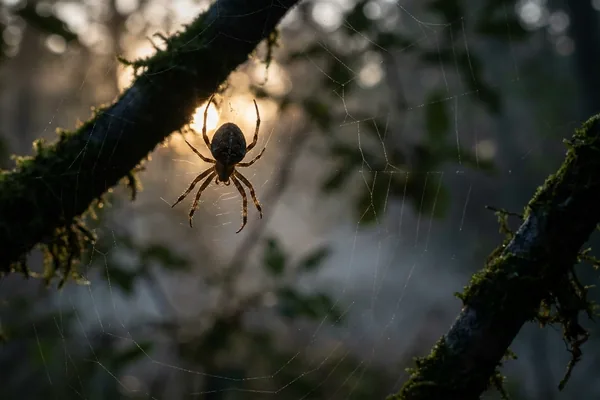 Cinematic photo of a spider