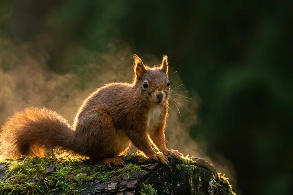 Cinematic photo of a squirrel