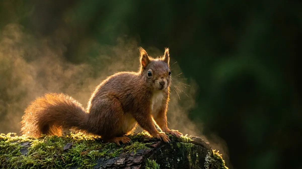 Cinematic photo of a squirrel