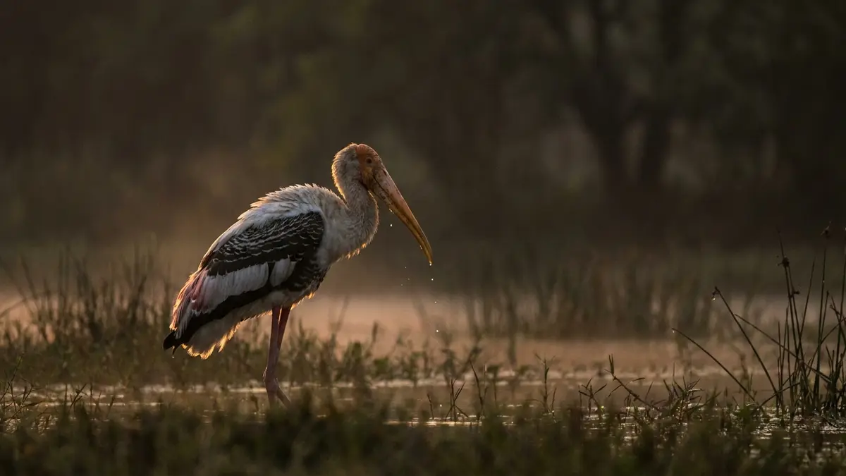 Cinematic photo of a stork