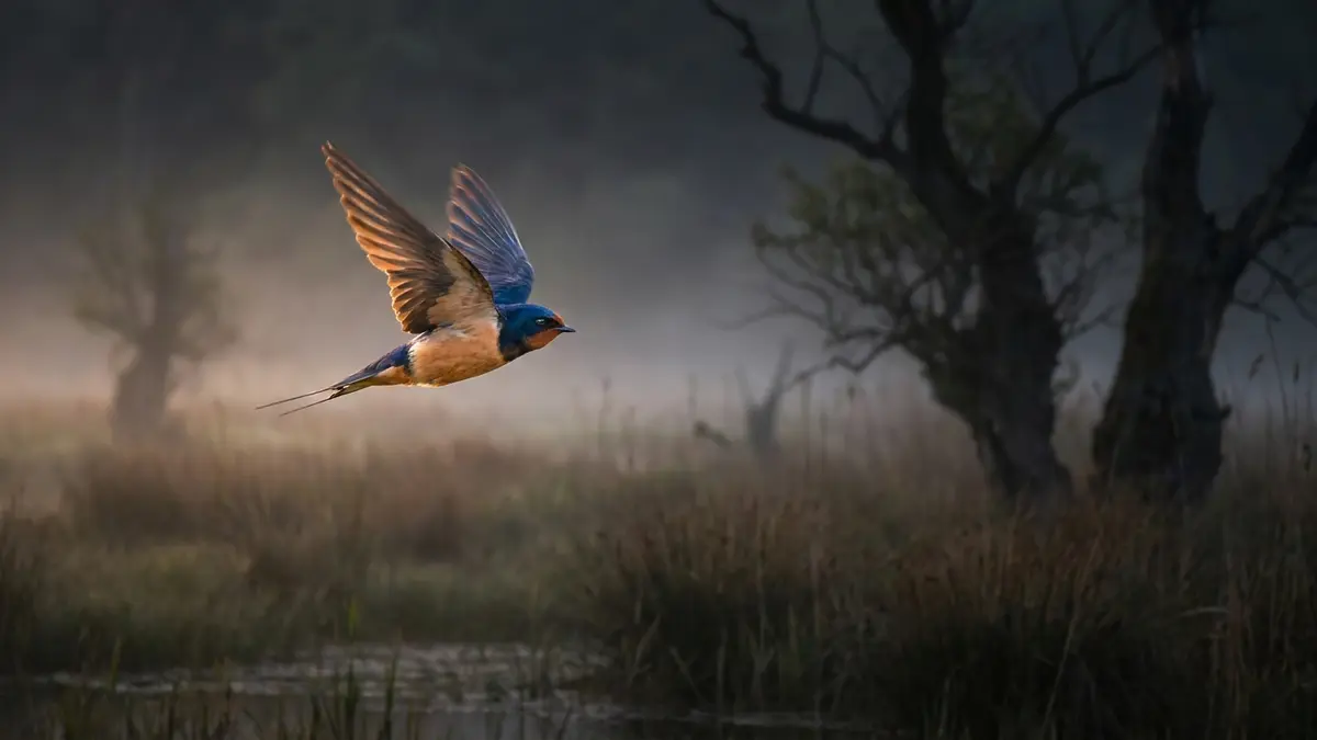 Cinematic photo of a swallow
