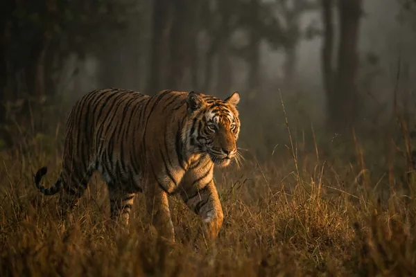 Cinematic photo of a tiger
