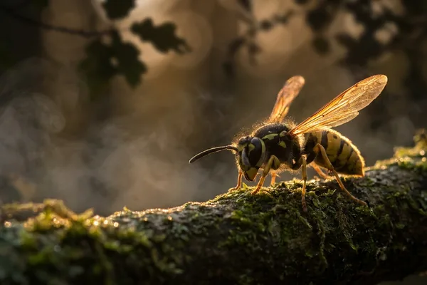 Cinematic photo of a wasp