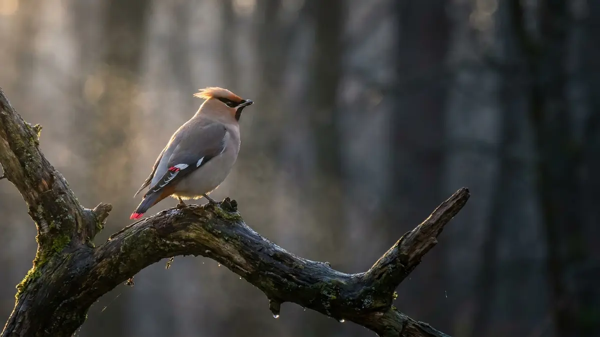 Cinematic photo of a waxwing