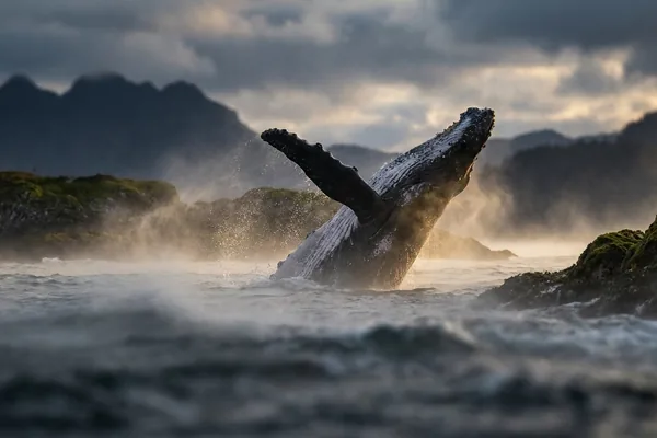 Cinematic photo of a whale