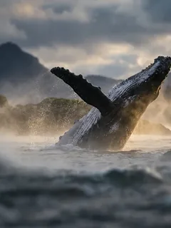 Cinematic photo of a whale