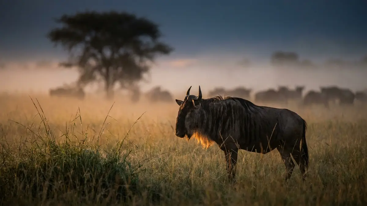 Cinematic photo of a wildebeest
